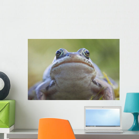Wood Frog On The Copper River Delta During Summer, Southcentral Alaska Wall Mural