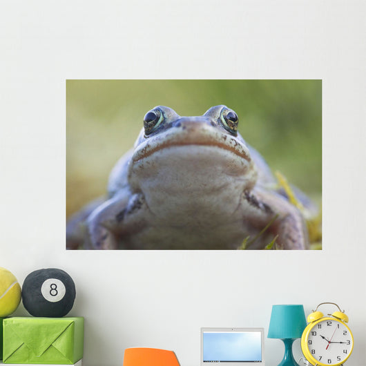 Wood Frog On The Copper River Delta During Summer, Southcentral Alaska Wall Mural