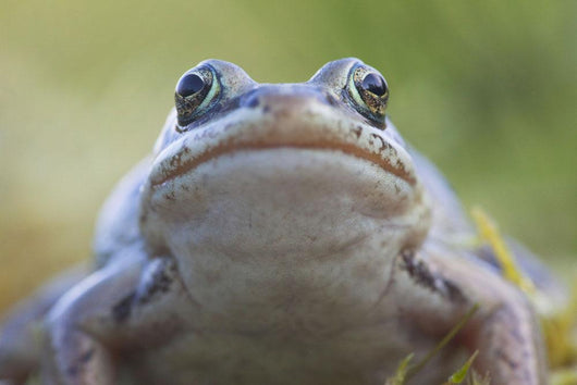 Wood Frog On The Copper River Delta During Summer, Southcentral Alaska Wall Mural