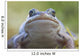 Wood Frog On The Copper River Delta During Summer, Southcentral Alaska Wall Mural