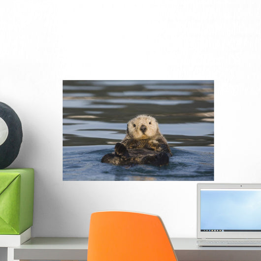 View Of A Sea Otter Floating On Its Back In Prince William Sound Wall Mural