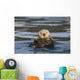 View Of A Sea Otter Floating On Its Back In Prince William Sound Wall Mural