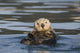 View Of A Sea Otter Floating On Its Back In Prince William Sound Wall Mural