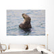Sea Otter With Arms Crossed Floats Upright In Prince William Sound Wall Mural