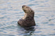 Sea Otter With Arms Crossed Floats Upright In Prince William Sound Wall Mural