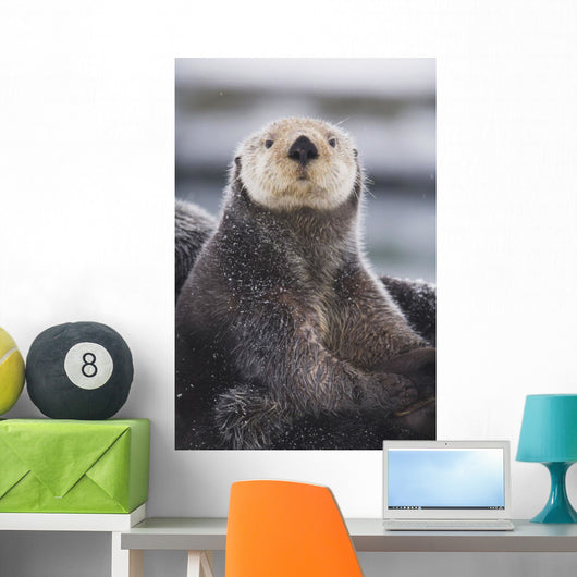 Close Up Portrait Of A Sea Otter In Prince William Sound Wall Mural