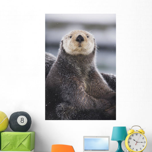 Close Up Portrait Of A Sea Otter In Prince William Sound Wall Mural