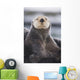 Close Up Portrait Of A Sea Otter In Prince William Sound Wall Mural