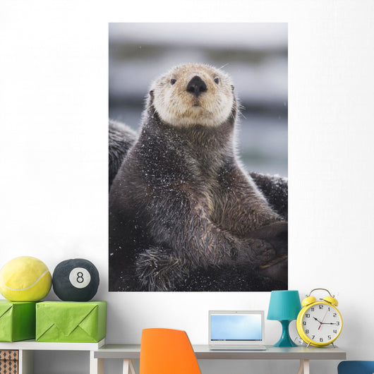 Close Up Portrait Of A Sea Otter In Prince William Sound Wall Mural