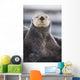 Close Up Portrait Of A Sea Otter In Prince William Sound Wall Mural