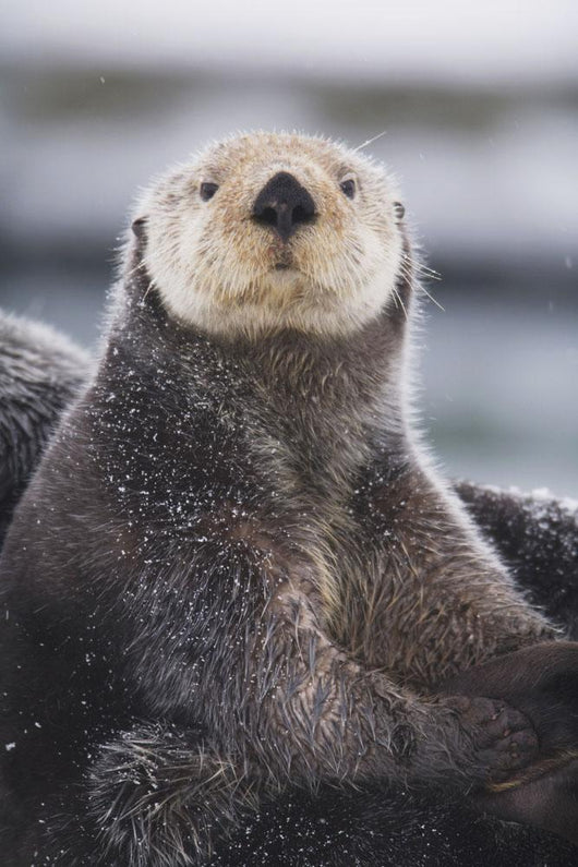 Close Up Portrait Of A Sea Otter In Prince William Sound Wall Mural