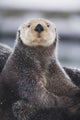 Close Up Portrait Of A Sea Otter In Prince William Sound Wall Mural