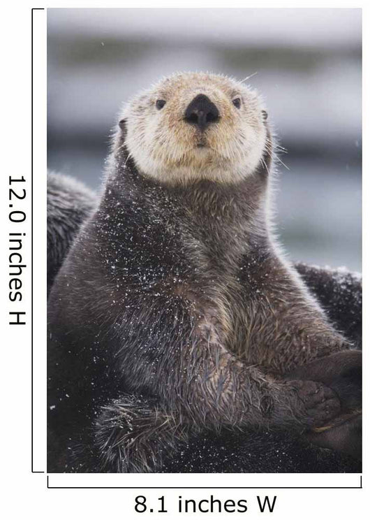 Close Up Portrait Of A Sea Otter In Prince William Sound Wall Mural