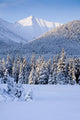 Winter Scenic Of Snowcovered Spruce Trees And The Chugach Mountains Wall Mural