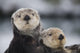 Close Up View Of Sea Otters Huddled Together Wall Mural