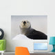 Close Up View Of A Sea Otter Hauled Out On Snow Wall Mural