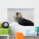 Close Up View Of A Sea Otter Hauled Out On Snow Wall Mural
