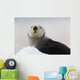Close Up View Of A Sea Otter Hauled Out On Snow Wall Mural