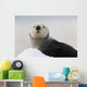Close Up View Of A Sea Otter Hauled Out On Snow Wall Mural