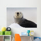 Close Up View Of A Sea Otter Hauled Out On Snow Wall Mural