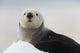 Close Up View Of A Sea Otter Hauled Out On Snow Wall Mural