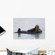 Female Sea Otter Holds Newborn Pup While Floating Wall Mural