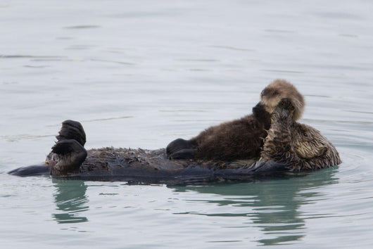 Female Sea Otter Holds Newborn Pup While Floating Wall Mural