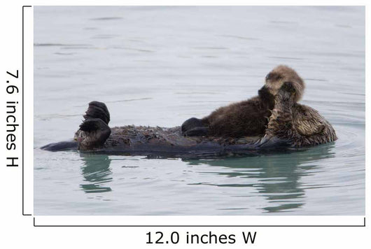 Female Sea Otter Holds Newborn Pup While Floating Wall Mural