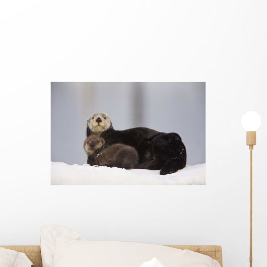 Female Sea Otter Hauled Out On A Snow Mound With Newborn Pup Wall Mural