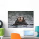 Close Up Of A Sea Otter Swimming On Back In Prince William Sound Wall Mural