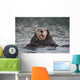 Close Up Of A Sea Otter Swimming On Back In Prince William Sound Wall Mural