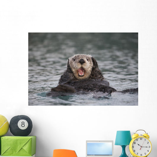 Close Up Of A Sea Otter Swimming On Back In Prince William Sound Wall Mural