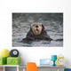 Close Up Of A Sea Otter Swimming On Back In Prince William Sound Wall Mural