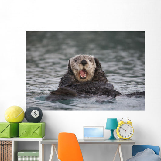 Close Up Of A Sea Otter Swimming On Back In Prince William Sound Wall Mural