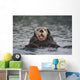 Close Up Of A Sea Otter Swimming On Back In Prince William Sound Wall Mural