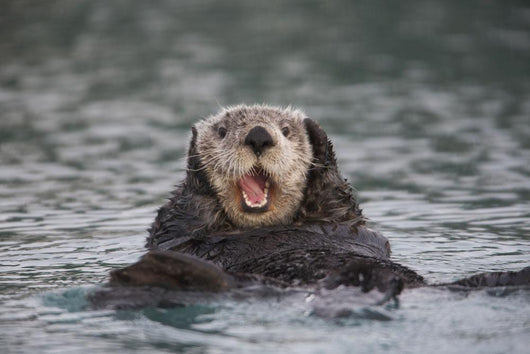Close Up Of A Sea Otter Swimming On Back In Prince William Sound Wall Mural