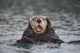Close Up Of A Sea Otter Swimming On Back In Prince William Sound Wall Mural