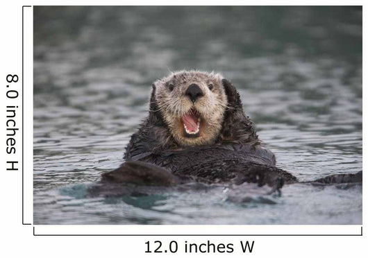 Close Up Of A Sea Otter Swimming On Back In Prince William Sound Wall Mural