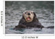 Close Up Of A Sea Otter Swimming On Back In Prince William Sound Wall Mural