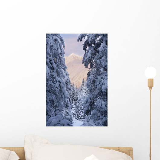 Winter Scenic Of Snow Covered Spruce Trees And Chugach Mountains Wall Mural