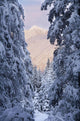 Winter Scenic Of Snow Covered Spruce Trees And Chugach Mountains Wall Mural