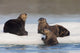 Group Of Sea Otters Hauled Out On Iceberg Wall Mural