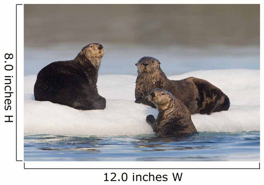 Group Of Sea Otters Hauled Out On Iceberg Wall Mural