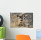Close Up Of A Sitka Black-Tailed Doe Bedded Down During Winter Wall Mural