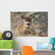 Close Up Of A Sitka Black-Tailed Doe Bedded Down During Winter Wall Mural