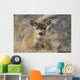Close Up Of A Sitka Black-Tailed Doe Bedded Down During Winter Wall Mural