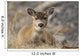 Close Up Of A Sitka Black-Tailed Doe Bedded Down During Winter Wall Mural