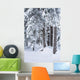 Hemlock Forest Covered With Frost Wall Mural