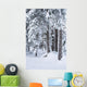 Hemlock Forest Covered With Frost Wall Mural