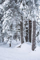 Hemlock Forest Covered With Frost Wall Mural